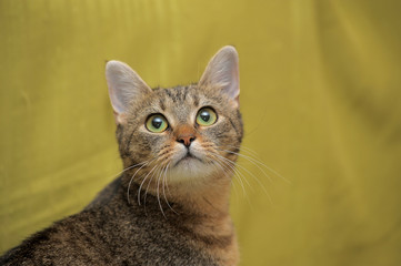 Obraz premium tabby cat on a green background