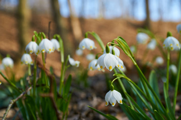 Spring snowdrops with background