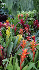 Obraz premium Bromerliad in various kinds and colors