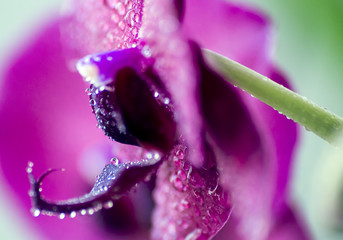 orchidea 