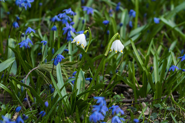 Schneegl&ouml;ckchen Fr&uuml;hlingsbl&uuml;her