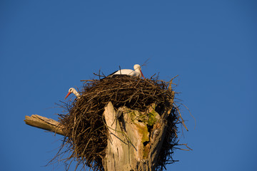 Stork couple in nest on old tree and blue sky in background