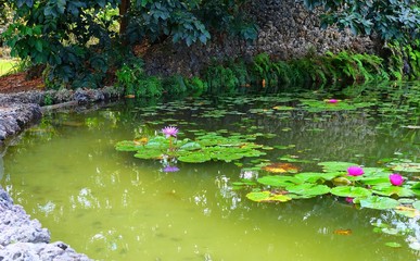 Pond and Red Lilies 