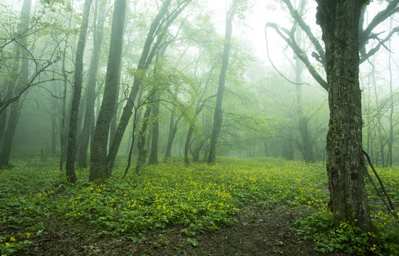 Fototapeta Forest in the fog
