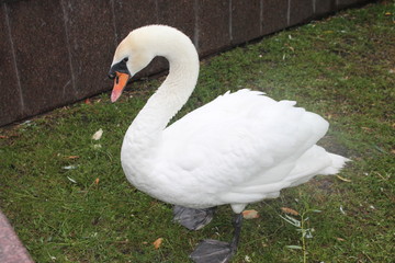animal