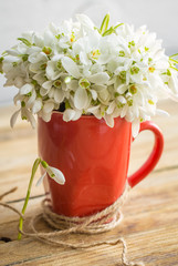 snowdrops in a Cup