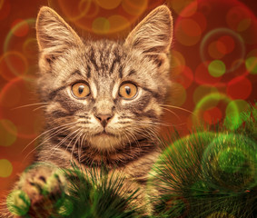Obraz premium Surprised cat on the Christmas tree.