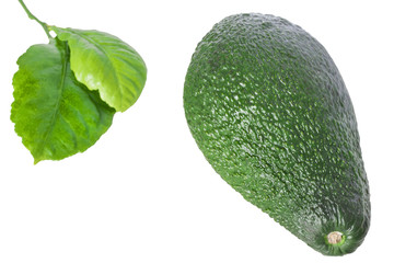 one whole avocado green with leaves