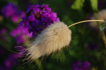 flowering spike of the grass on a Sunny meadow