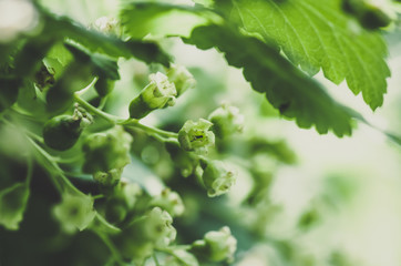 flowers black currant, spring background