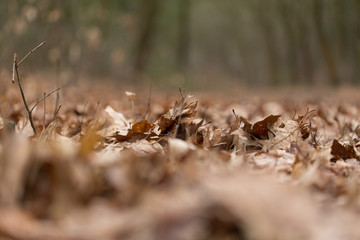Leaves in the autumn forest