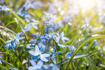 Blue blossom flowers spring snowdrop Scilla Squill