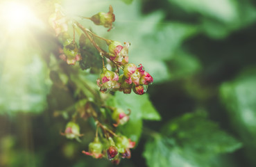 flowers black currant, spring background