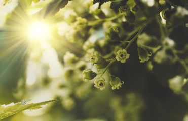 flowers black currant, spring background