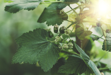 flowers black currant, spring background
