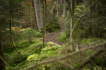 Fototapeta premium Wald