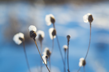 Winter plants