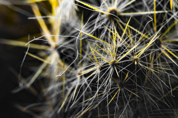 A black and white cactus with yellow spikes