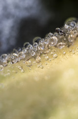 Water droplets on a leaf