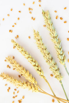 spikelets of wheat and grain on the white background.