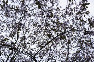 Obraz premium Forest with tree