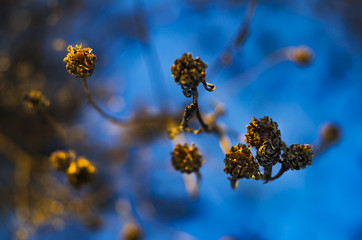 Winter plant