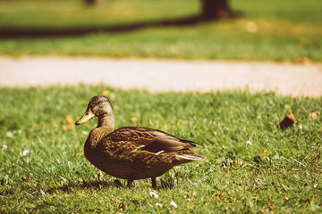 A day in the park with nature and sun