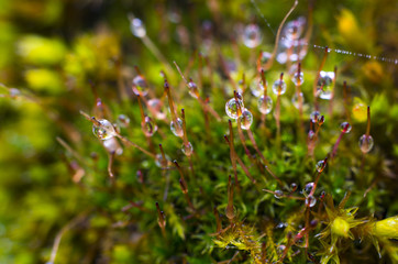 Moss with water droplets