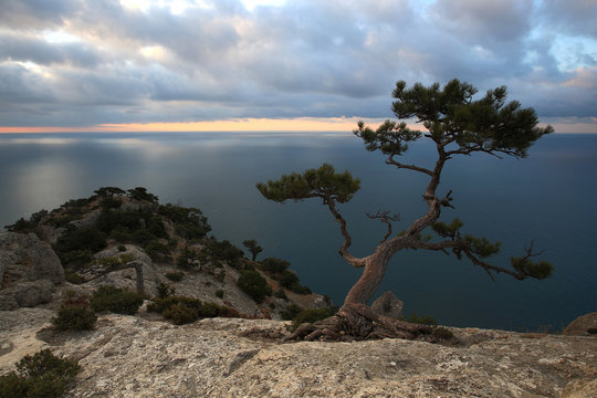 Pine tree Crimea