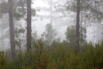 Fototapeta na wymiar Pinus canariensis. Misty foggy forest in Tenerife, Spain, winter weather