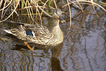 mallard in a lake