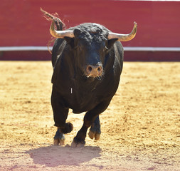 toro
