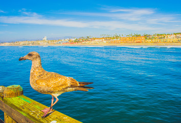 Bird on the Pier - Newport Beach