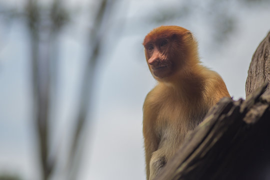 Female Proboscis monkey, Borneo