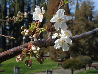 Ветка цветущей сакуры в парке