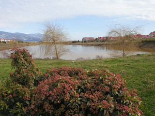 Цветущий куст калины и весенние деревья на берегу пруда