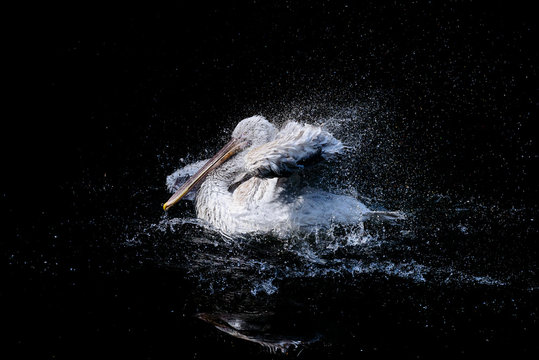 Big pelican with flapping wings and drops of water swimming in black water