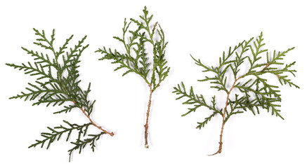 conifer tree branches set isolated on white
