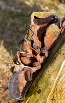 Group of Jew's ear, a jelly fungus, on dead wood 