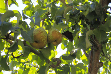 two pears in the tree in a sunny day in Spain