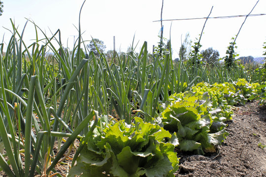 vegetable garden with onions, lettuce, tomatoes in Spain
