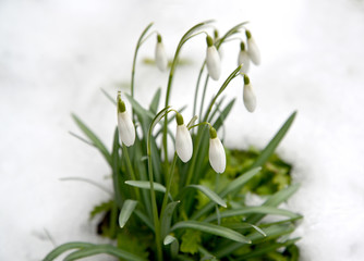 The blossoming snowdrop snow-white (Galanthus nivalis L.)
