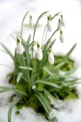 The blossoming snowdrop snow-white (Galanthus nivalis L.). Spring