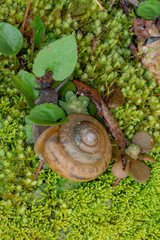 Snails on Moss in the Forest
