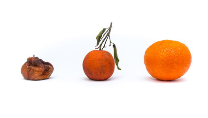 Spoiled rotten mandarin isolated on white background.