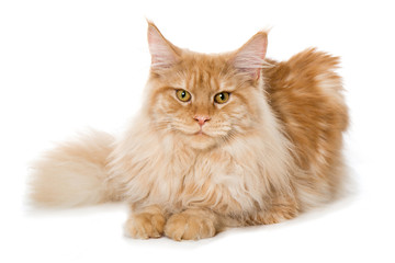 Liegender Maine Coon Kater