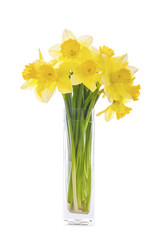 Bouquet of Yellow Daffodils in a Glass Vase Isolated on White