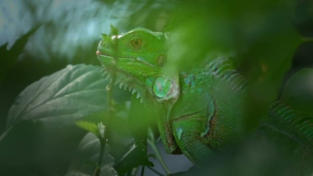 Close up Green Iguana