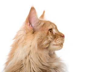 Maine Coon