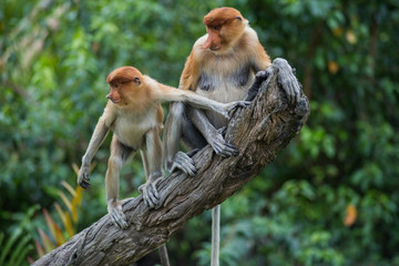 A mother proboscis monkey sits on a tree with her child, Borneo - obrazy, fototapety, plakaty